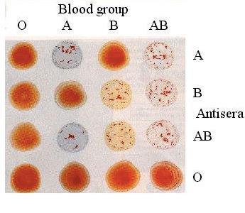 Blood agglutination assay