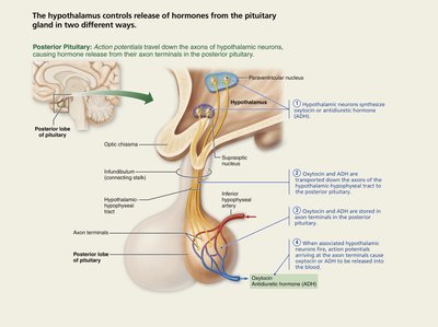 Posterior pituitary: neural connection and hormone release