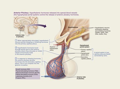 Anterior pituitary: vascular connection and hormone release
