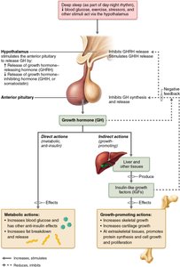 Growth hormone regulation and effects