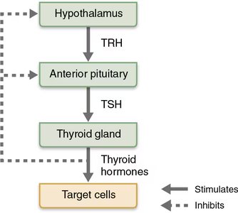 TSH regulation feedback loop