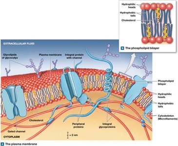 Structure of the plasma membrane, showing phospholipid bilayer, proteins, and carbohydrates