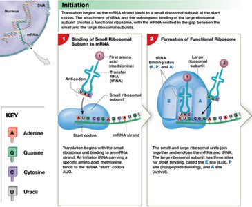 Initiation of translation: ribosome assembly on mRNA