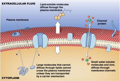 Diffusion across the plasma membrane