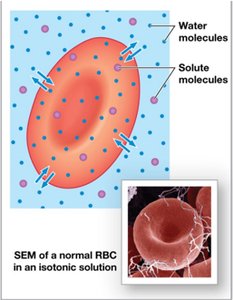 Red blood cell in isotonic solution