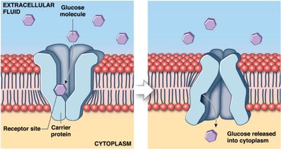 Facilitated diffusion of glucose via carrier protein