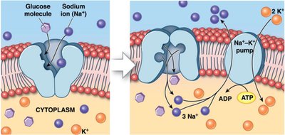 Secondary active transport: glucose and sodium cotransport