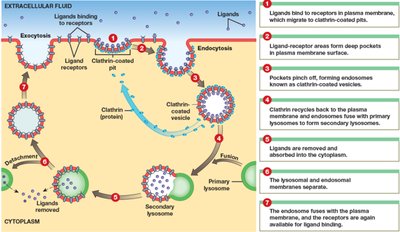 Receptor-mediated endocytosis process