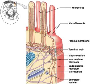 Structure of microvilli and cytoskeletal elements