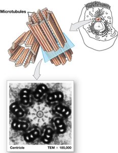 Structure of centrioles and microtubules