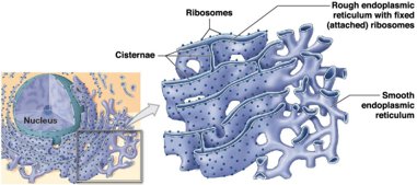 Structure of rough and smooth endoplasmic reticulum