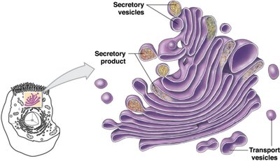 Structure of the Golgi apparatus with vesicles