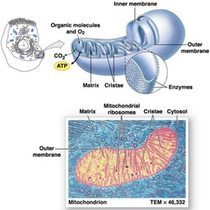 Structure and function of mitochondria