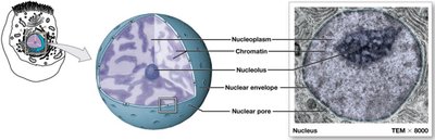 Structure of the nucleus, showing chromatin, nucleolus, and nuclear envelope