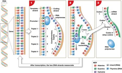 Steps of transcription: DNA to mRNA