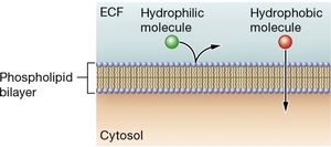 Hydrophilic and hydrophobic molecule interaction with plasma membrane