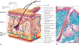 Layers of the skin and hypodermis
