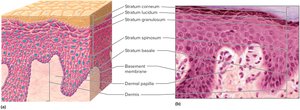 Epidermis of thick skin