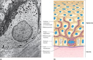 Melanocytes and melanin pigment