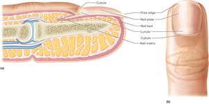 Longitudinal and dorsal views of a nail