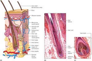 Hair follicles