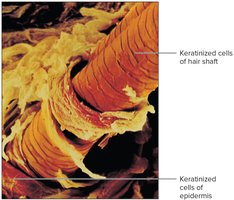 Hair emerging from a hair follicle