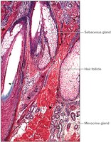 Sebaceous glands secrete into hair follicles