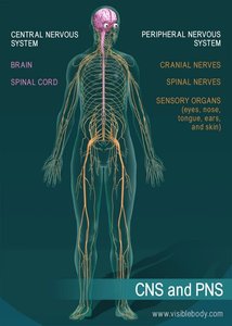 Diagram of CNS and PNS divisions in the human body