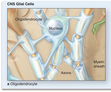 CNS glial cells: oligodendrocyte and myelin sheath