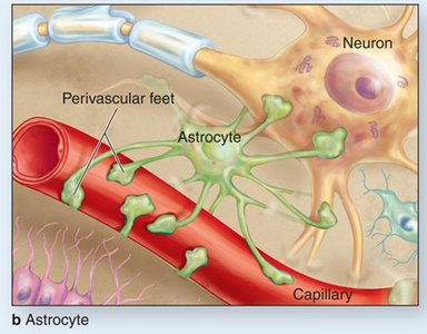 Astrocyte perivascular feet covering capillary