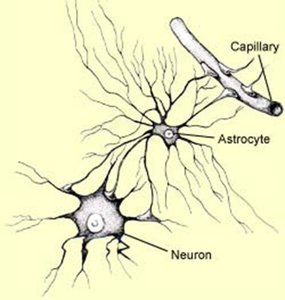 Astrocyte connecting neuron and capillary