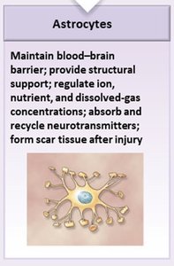 Astrocyte functions