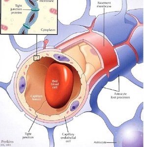 Blood-brain barrier: capillary and astrocyte foot processes