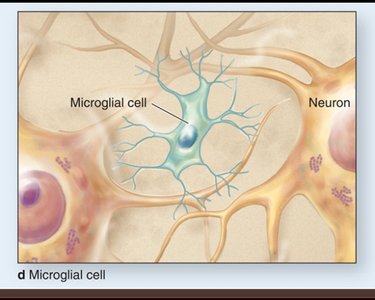Microglial cell in CNS