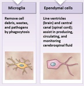 Microglia and ependymal cells