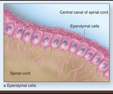Ependymal cells lining central canal