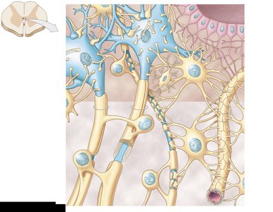 Histology of neural tissue in CNS