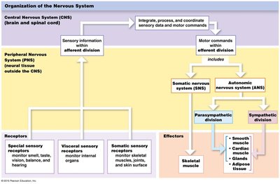 Organization of the nervous system: flowchart of CNS and PNS functions