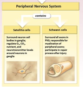 PNS neuroglia: satellite cells and Schwann cells