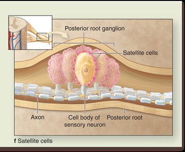 Satellite cells in posterior root ganglion
