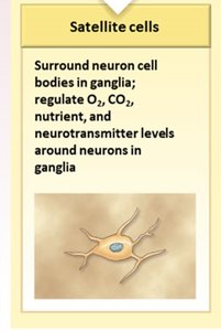 Satellite cell functions