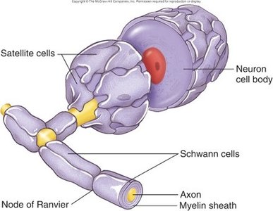 Schwann cell myelinating axon in PNS