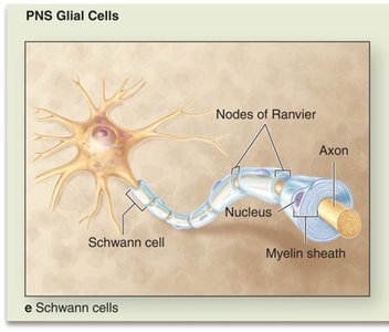 Schwann cell myelination in PNS