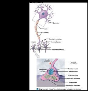 Diagram of neuron structure and synapse