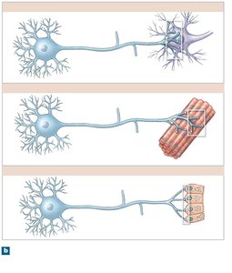 Types of synapses: neuron-neuron, neuromuscular, neuroglandular