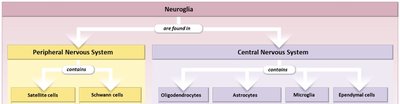 Neuroglia classification: CNS and PNS