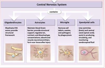 CNS neuroglia: oligodendrocytes, astrocytes, microglia, ependymal cells