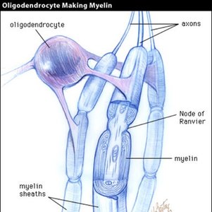 Oligodendrocyte making myelin