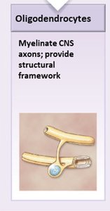 Oligodendrocyte myelinating CNS axons