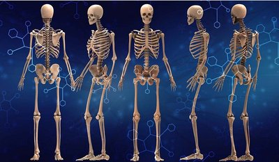 Chapter 6: Skeletal System